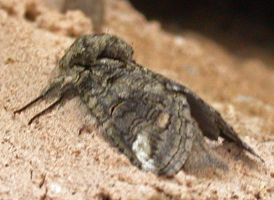 Oblique-marked Prominent
